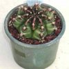 Gymnocalycium_friedrichii